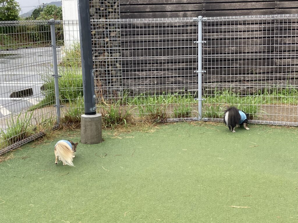 チワワ兄弟犬　アモとカイ