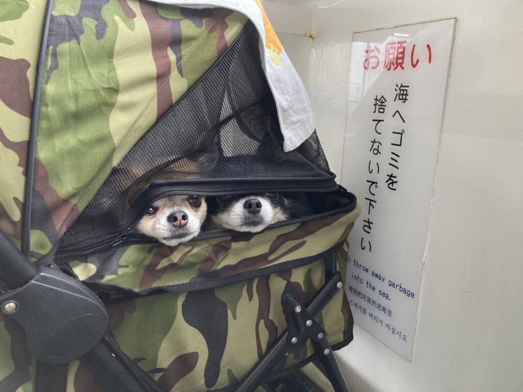 チワワ兄弟犬　アモとカイ