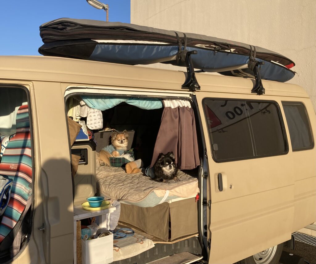 チワワ兄弟犬　アモとカイ