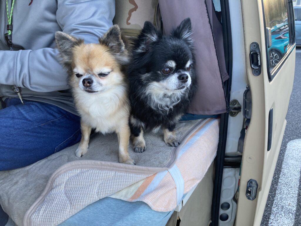 チワワ兄弟犬　アモとカイ